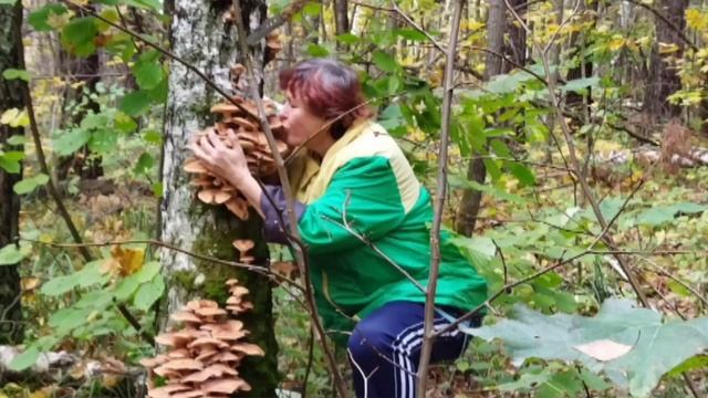 грибники