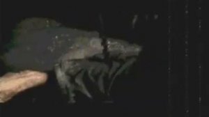 Cannibal Corpse-I Cum Blood