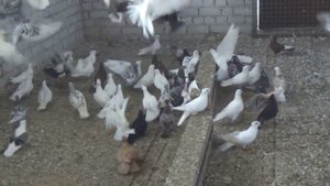 О здоровье голубей!