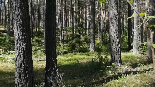 Осинская лесная дача - жемчужина Прикамья. #природародногокрая #природаПрикамья
