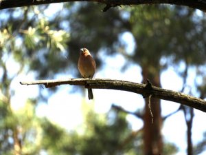 Биосфера. Зяблик поёт в сосновом лесу. Редкая съёмка. Отличная картинка…
