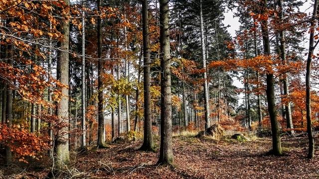 ИНТЕРЕСНЫЕ ФАКТЫ О ДУБЕ. смотреть онлайн