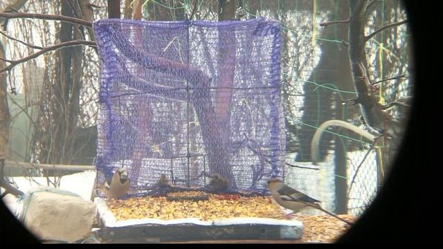 ЛОВИМ ДУБОНОСА! ЛОВУШКА НА ПТИЦ В ДОМАШНИХ УСЛОВИЯХ ИЛИ ЛОВУШКА СВОИМИ РУКАМИ! смотреть онлайн