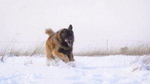 Презентация породы собаки "Леонбергер"