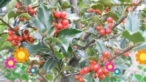 Падуб мезерва Блю Принцесс. Краткий обзор, описание характеристик ilex x meserveae Blue Princess