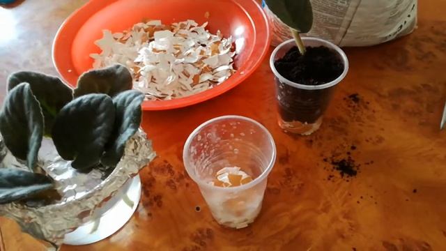 Яичная скорлупа вместо дренажа. Посадка фиалок смотреть онлайн