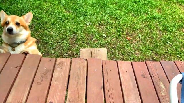 ОБУЧАЕМ СОБАК залезать на крыльцо ?УМОРА ? что Мы купили? VLOG ❤️️ смотреть онлайн