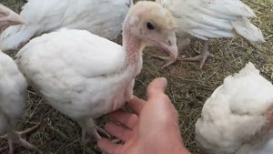 Индюки ХАЙБРИД КОНВЕРТЕР. Индюшатам один месяц.