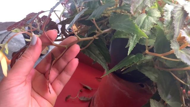 Бегония беллекония МАНГО зимовка в квартире советы и опыт от Анжелики смотреть онлайн