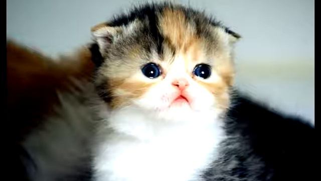 Котики мимими ОЧЕНЬ смотреть онлайн