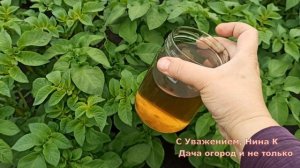 КОЛОРАДСКИЙ ЖУК НА ЛЕТУ РАЗВОРАЧИВАЕТСЯ! ОПРЫСКИВАЮ КАРТОФЕЛЬ ЭТИМ СРЕДСТВОМ РЕГУЛЯРНО! Натуральное