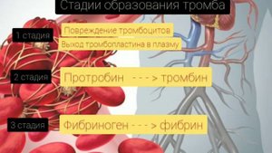 Образование тромба +задание ЕГЭ