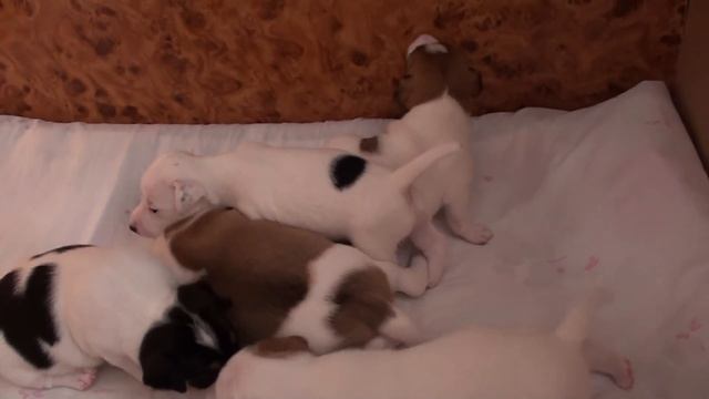 Джек Рассел терьеры 3 недели смотреть онлайн