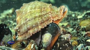 64 MBDangerous invasive species Veined whelk Rapana venosa Рапана online video cutter com