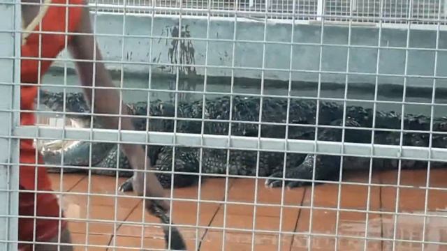 Дрессировщик готовится к смерти, вдруг пасть захлопнется? смотреть онлайн