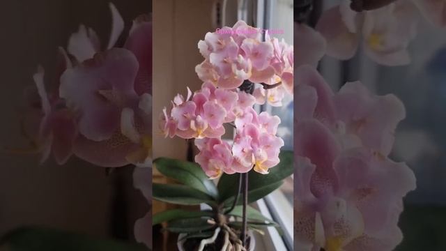 Какая Парфюмерная фабрика самая красивая? #orchid #орхидеи #peloric #бабочка #shorts #парфюмерная