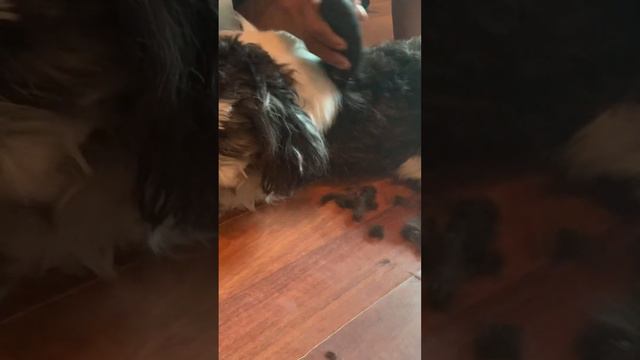 Cortando cabello mascota