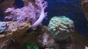 5 новых кораллов | Морской аквариум 460л | Коралловый риф | Reef Tank 460l