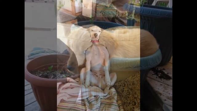 Прикол: 20 необычных мест, где может уснуть собака смотреть онлайн