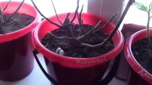 Инжир просыпается после зимы. Инжир после хранения в подвале просыпается