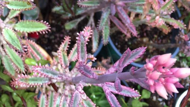 Kalanchoe ‘Pink Butterflies’, Easy Care Guide, Propagation, Tips & Facts. Shoutout to Australia🇦🇺 смотреть онлайн