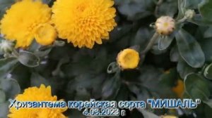 №3 Хризантема корейская МИШАЛЬ 4 08 23 г