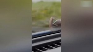 Приколы с котами! Смешные коты! С ОЗВУЧКОЙ! УГАРНЫЕ смешные животные! Тест на психику!