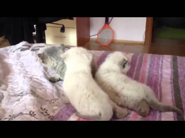 18th Day Of Kitty Cats =)