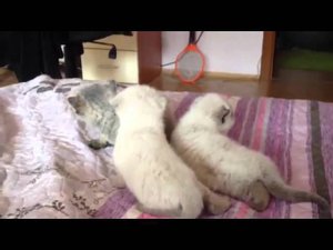 18th day of kitty cats =)