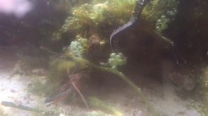 Рак щелкун?