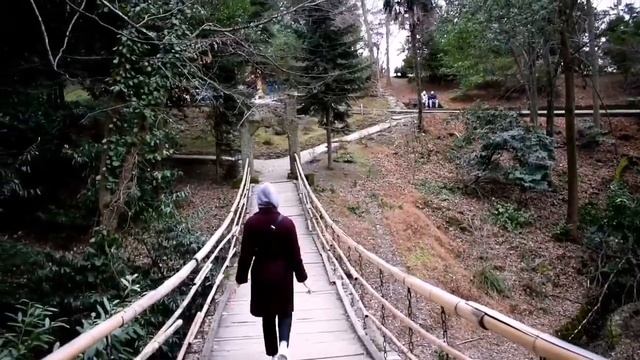 SOCHI vlog: реликтовый лес, черноморское побережье и пропасть на высоте 207 метров. смотреть онлайн