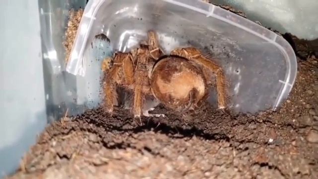 Тарантул убивает мышь, чтобы съесть. смотреть онлайн