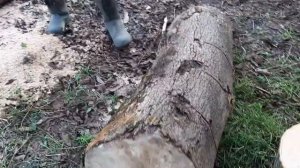 Заготовка дров на зиму// Бензопила и дрова