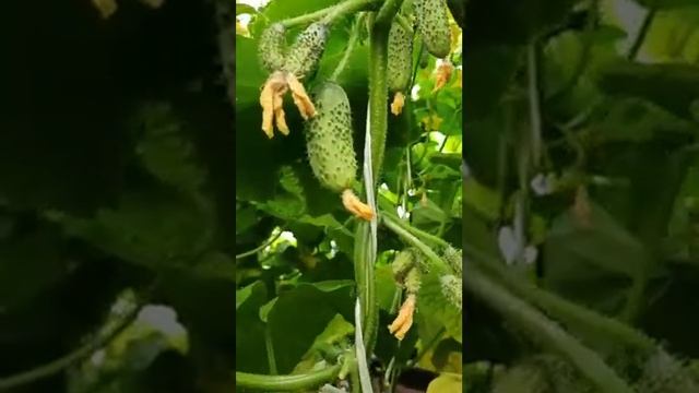 Огурец Авоська F1 смотреть онлайн