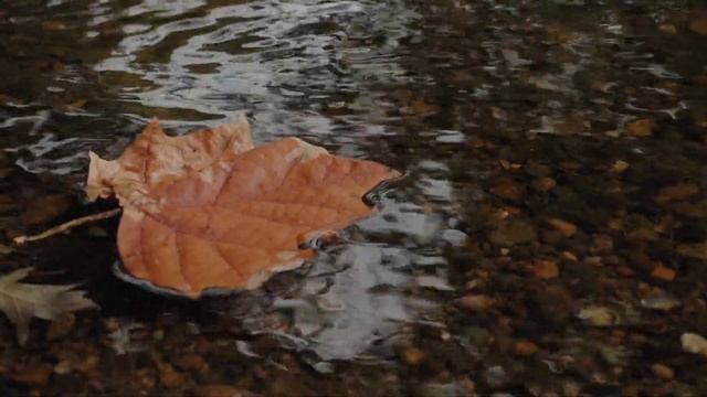 Forest Sounds. Relax and sleep / Расслабляющие звуки природы. Музыка для сна и медитации. смотреть онлайн