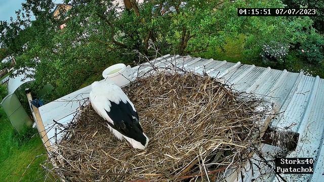 Новое гнездо для Пятачка. Ночь 6 -7июля 2023 смотреть онлайн