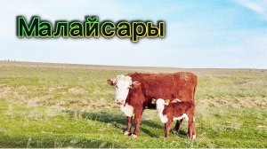 Малайсары | Ещё рано | 4 апреля 2024