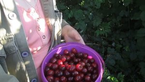 Дикая смородина? Вишня Шоколадница-крупная как черешня! *Огурцы в бочке*