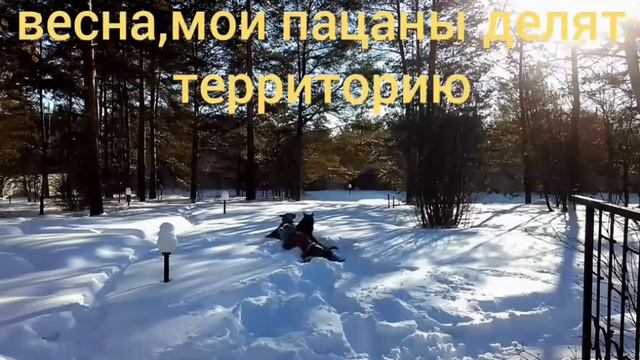 УРАЛ.Первый день весны.Прогулка с собаками.