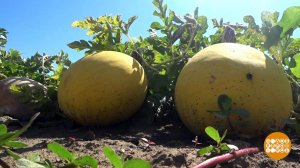 ...А на самом деле - арбуз! Доброе утро. Фрагмент выпуска от 16.07.2019