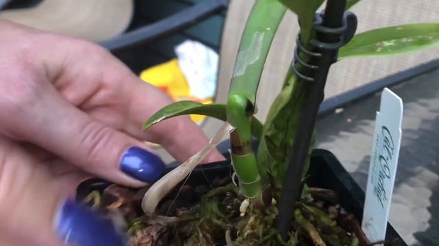 Заметки по катлее и лелии . Laelia Santa Barbara Sunset 'Showtime' . Что спрятано под кроющей.. смотреть онлайн