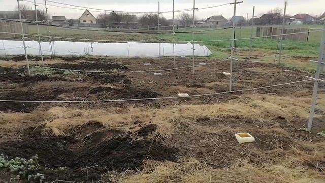 Начало виноградного сезона 2021 года. Открываю виноград. смотреть онлайн