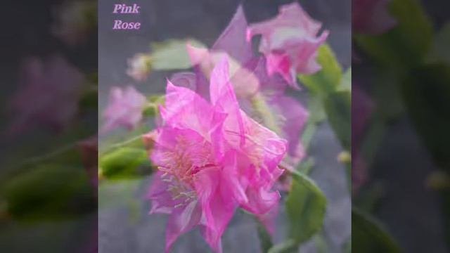 шлюмбергера Pink Rose