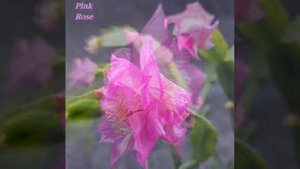 шлюмбергера Pink Rose