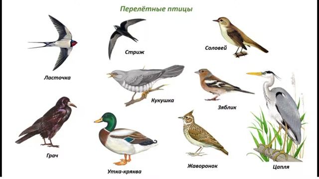 Математика. "Перелетные птицы". 3-4 года. смотреть онлайн
