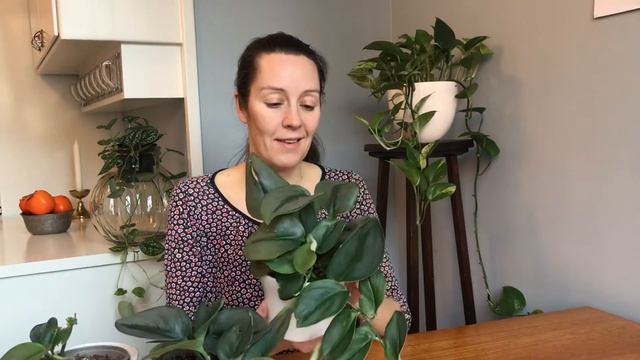 BLADSKADOR på Scindapsus treubii ’Moonlight’, Gör INTE det här!! смотреть онлайн