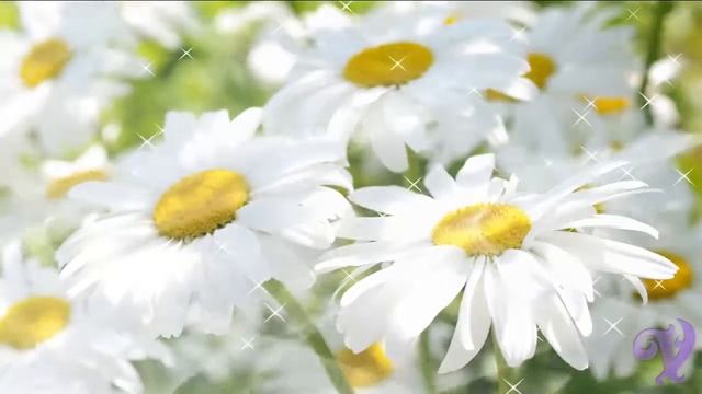 Летние футажи - ромашки смотреть онлайн