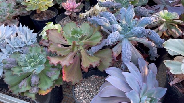 Как правильно поливать древовидные Крассулы денежные деревья. Болтаем и поливаем цветы в оранжерее смотреть онлайн