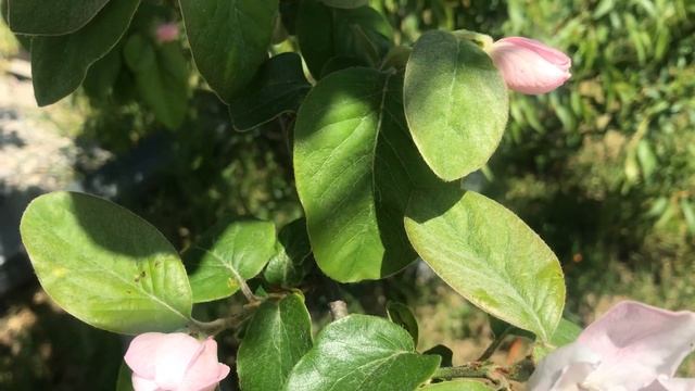 Мы и дачи. День рождения на южной дачи смотреть онлайн