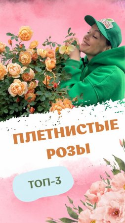 ТОП-3 ПЛЕТИСТЫЕ МОРОЗОСТОЙКИЕ РОЗЫ 🌹 #саженцы #питомникросток #розы